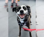 Wednesday - Female Mutt Dog for Adoption - Small photo