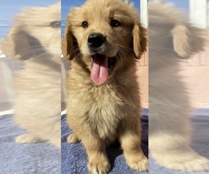 Golden Retriever Puppy for sale in SANTA ANA, CA, USA