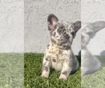 Small Photo #18 French Bulldog Puppy For Sale in RALEIGH, NC, USA