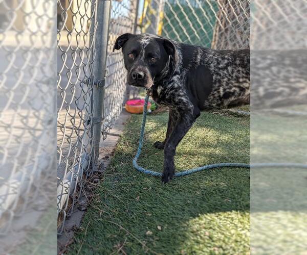 Medium Photo #2 Pointer-Unknown Mix Puppy For Sale in Downey, CA, USA