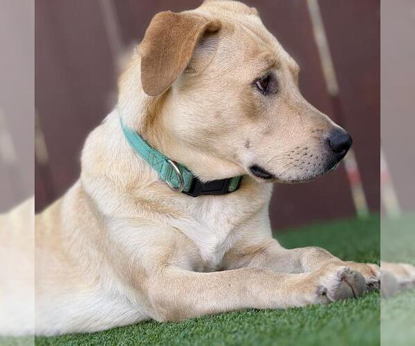 Medium Photo #6 Labrador Retriever-Unknown Mix Puppy For Sale in San Diego, CA, USA