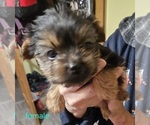 Small #6 Yorkshire Terrier