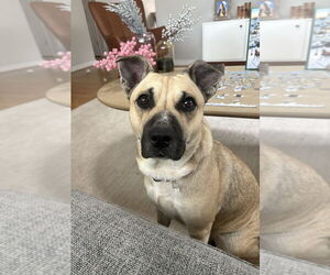 Mutt Dogs for adoption in Lakewood, CO, USA