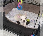 Small Photo #10 French Bulldog Puppy For Sale in EL CAJON, CA, USA