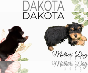 Yorkshire Terrier Puppy for sale in AZLE, TX, USA