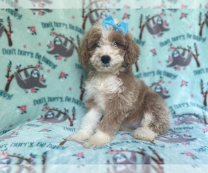 Cockapoo Puppy for sale in LAKELAND, FL, USA