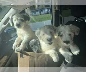 Idaho : Hailey - Female Labsky Dog for Adoption - Photo #4
