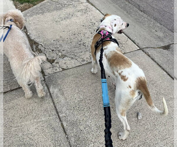 Medium Photo #5 Mutt Puppy For Sale in Germantown, OH, USA