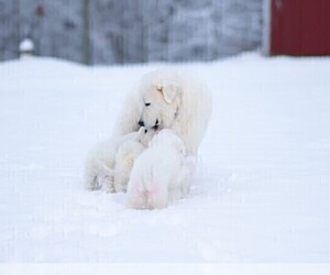 Father of the Great Pyrenees puppies born on 06/22/2025