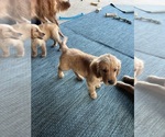 Puppy White Girl Golden Retriever