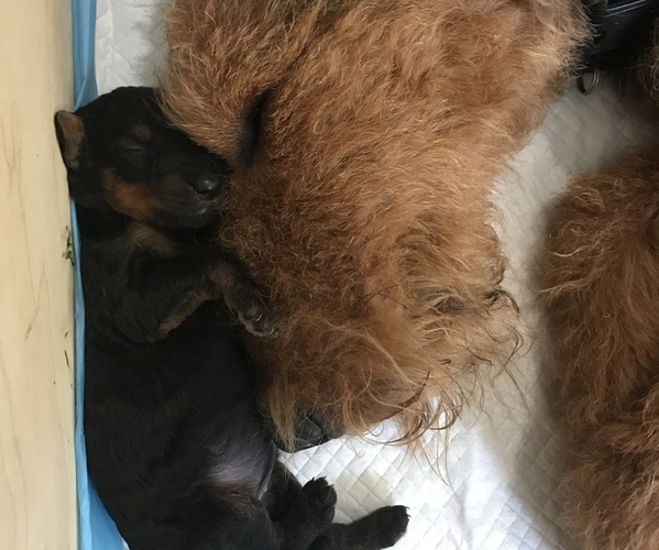 Medium Photo #1 Airedale Terrier Puppy For Sale in NORTH PLAINS, OR, USA