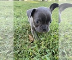 Small #3 Faux Frenchbo Bulldog