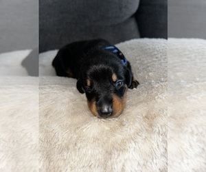 Doberman Pinscher Puppy for sale in OAK FOREST, IL, USA