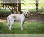 Small #1 Labradoodle