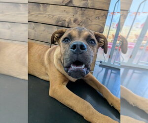 Ruby - Female Mutt Dog for Adoption - Photo #3