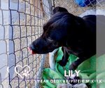Small #4 American Pit Bull Terrier-Labrador Retriever Mix