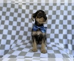 Small #3 Schnauzer (Miniature)