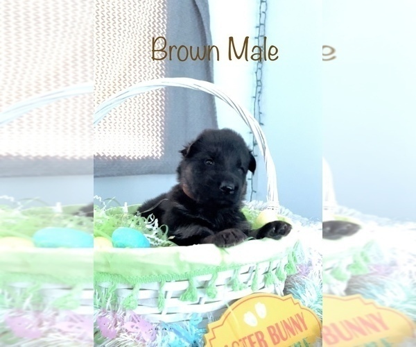 Medium Photo #5 German Shepherd Dog Puppy For Sale in INDIANAPOLIS, IN, USA