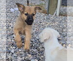 Small #1 Colonial Cocker Spaniel Mix