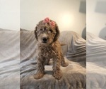 Small Photo #2 Goldendoodle Puppy For Sale in KENDALL, FL, USA