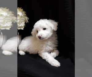 Poodle (Toy) Puppy for sale in CALUMET CITY, IL, USA