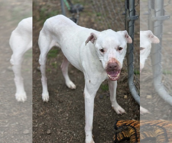 Medium Photo #4 American Bulldog-Unknown Mix Puppy For Sale in Anniston, AL, USA