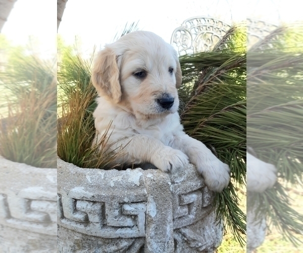 Medium Photo #6 Goldendoodle Puppy For Sale in PROSPECT, VA, USA