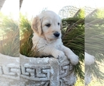 Small Photo #6 Goldendoodle Puppy For Sale in PROSPECT, VA, USA