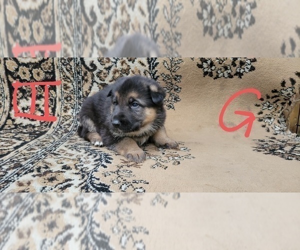 Medium Photo #1 German Shepherd Dog Puppy For Sale in BRAINERD, MN, USA