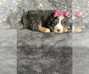 Border-Aussie Puppy for sale in LANCASTER, PA, USA