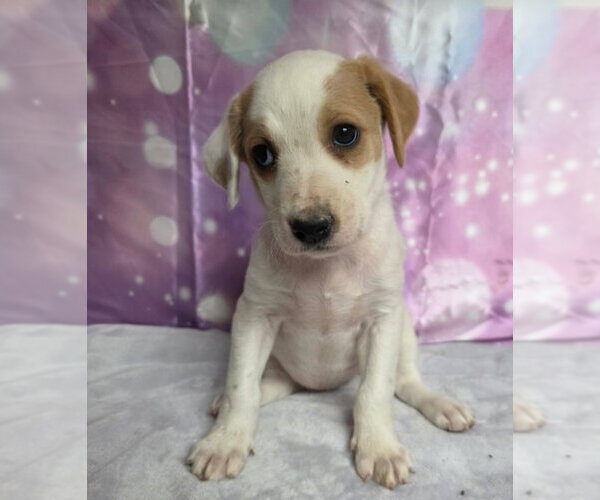 Medium Photo #1 Mutt Puppy For Sale in Lakewood, CO, USA