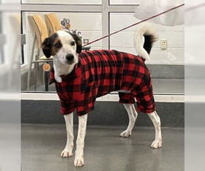 Mutt Dogs for adoption in Glen Allen, VA, USA