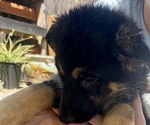 Small #10 German Shepherd Dog
