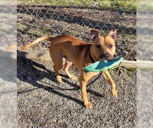 American Pit Bull Terrier Dogs for adoption in Peoria, IL, USA