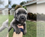 Small Photo #23 Cane Corso Puppy For Sale in ROYAL PALM BEACH, FL, USA