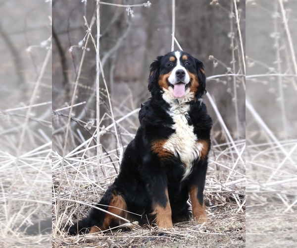 Medium Photo #1 Bernedoodle (Miniature) Puppy For Sale in LIVINGSTON, WI, USA
