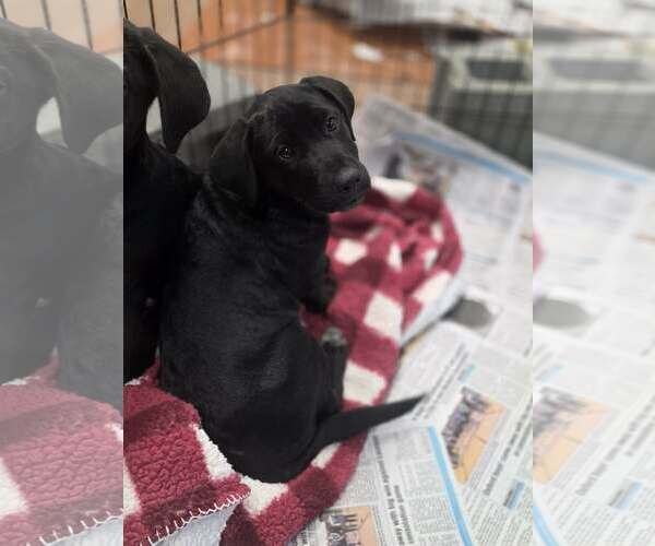 Medium Photo #3 Labrador Retriever-Unknown Mix Puppy For Sale in SHERBURNE, NY, USA