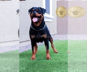 Mother of the Rottweiler puppies born on 02/07/2022