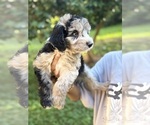 Small Photo #15 Sheepadoodle Puppy For Sale in CLEMSON, SC, USA