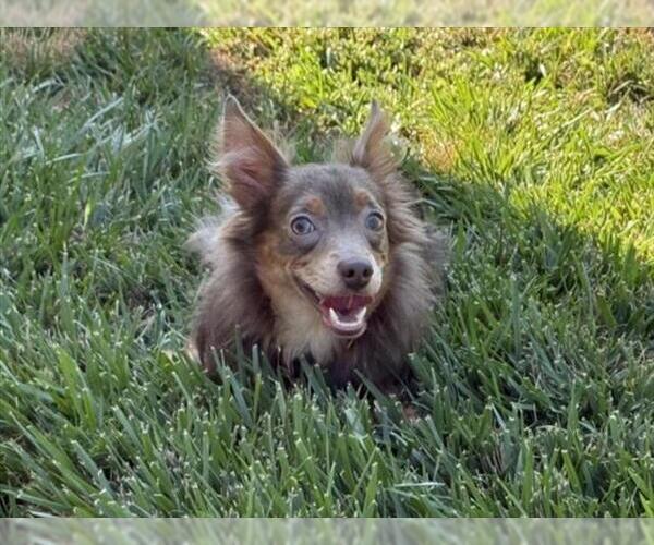 Medium Photo #1 Chihuahua Puppy For Sale in Martinez, CA, USA