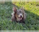 Small Chihuahua
