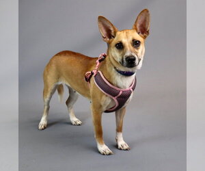 Jack Russell Terrier-Unknown Mix Dogs for adoption in Princeton, MN, USA