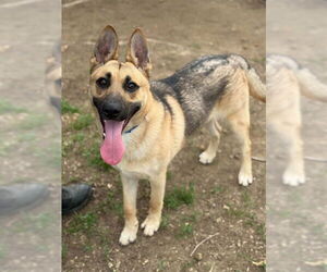 German Shepherd Dog Dogs for adoption in Riverside, CA, USA