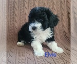 Puppy Elvis Bichpoo