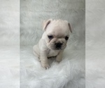 Small Photo #26 French Bulldog Puppy For Sale in BRYAN, TX, USA