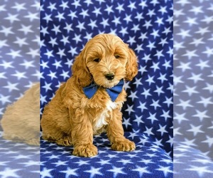 Cock-A-Poo Puppy for sale in NEW HOLLAND, PA, USA