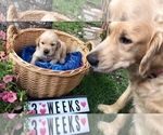 Small Photo #8 Golden Retriever Puppy For Sale in CYPRESS, TX, USA