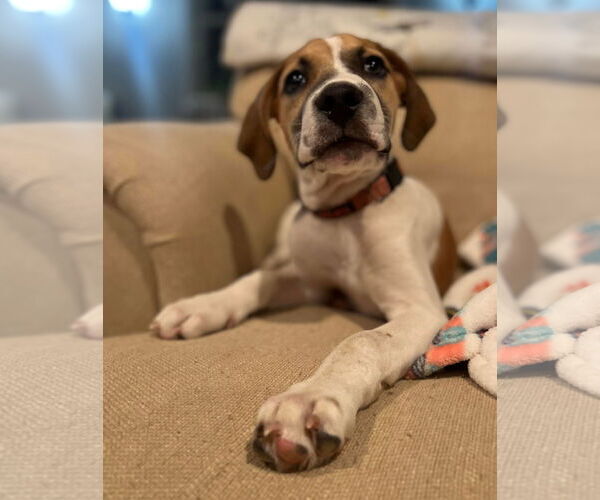 Medium Photo #26 American Pit Bull Terrier-Treeing Walker Coonhound Mix Puppy For Sale in Spotsylvania, VA, USA