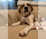 Small #25 American Pit Bull Terrier-Treeing Walker Coonhound Mix