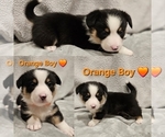 Puppy Orange Slinky American Corgi